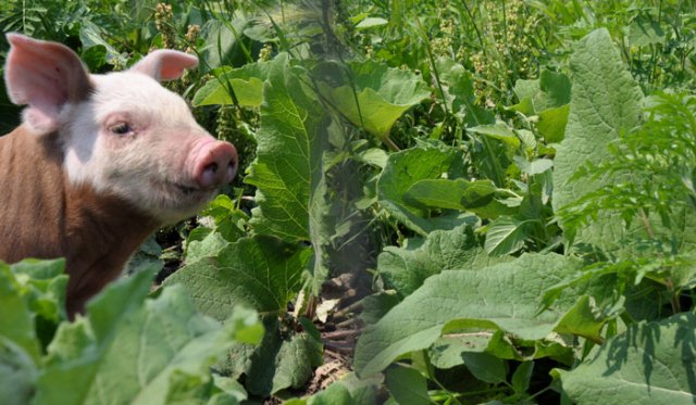 gin-lime-and-lemonade-005