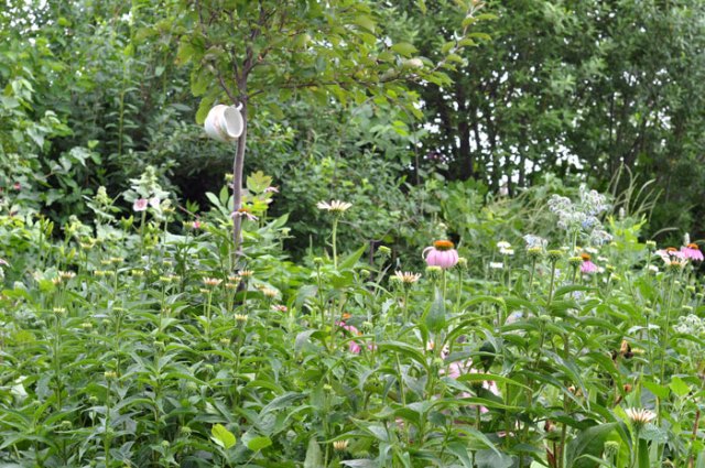 piglets-in-a-line-012