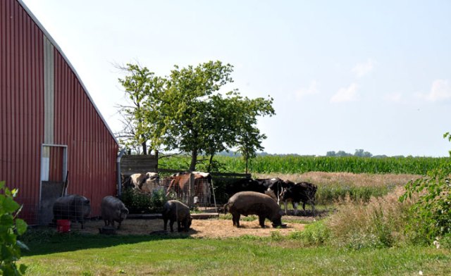 south-pork-farm-027