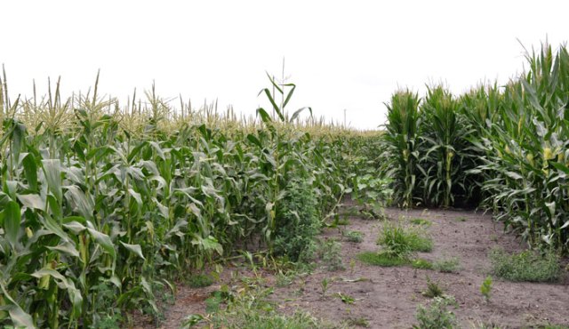 sunday-afternoon-023