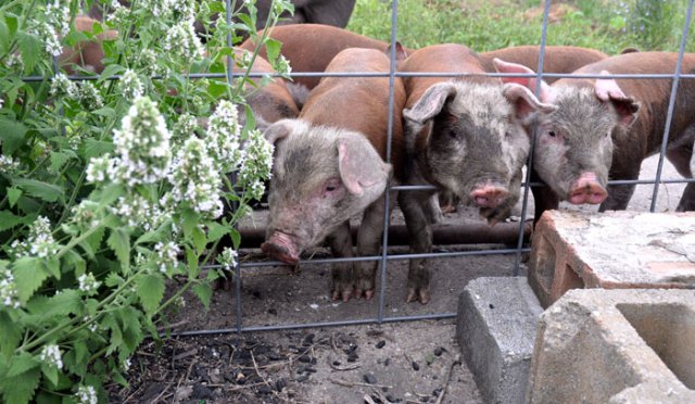 sunday-afternoon-030