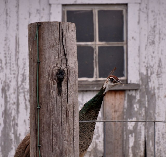 sunday-afternoon-034