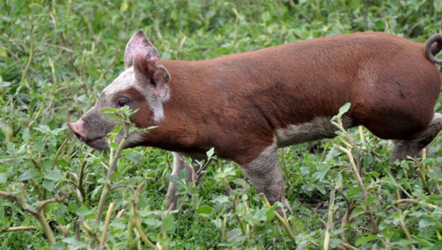 sunday-afternoon-039