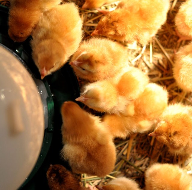 baby-chicks-013
