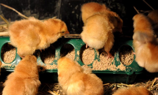 baby-chicks-027