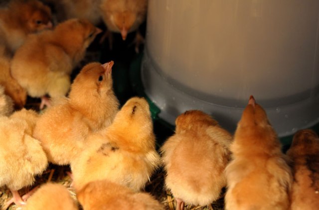 baby-chicks-037