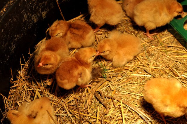 baby-chicks-056