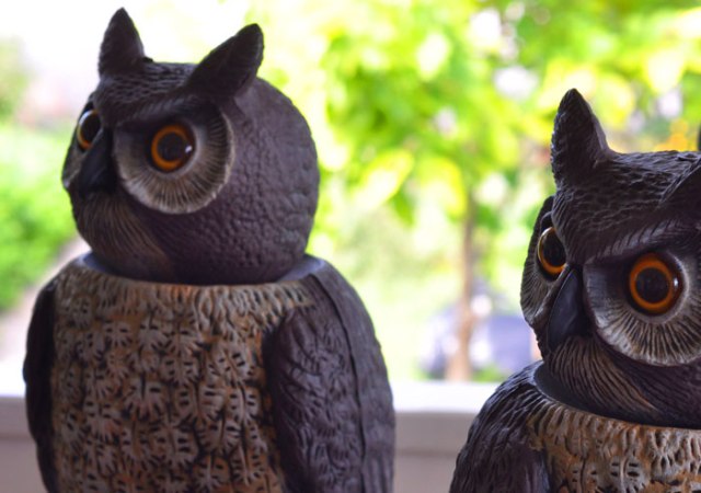 bobble-headed-owl-007