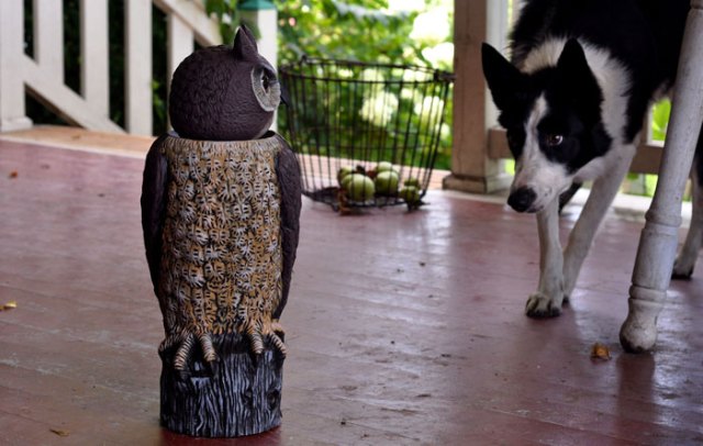 bobble-headed-owl-015