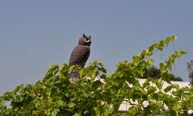 bobble-headed-owl-017