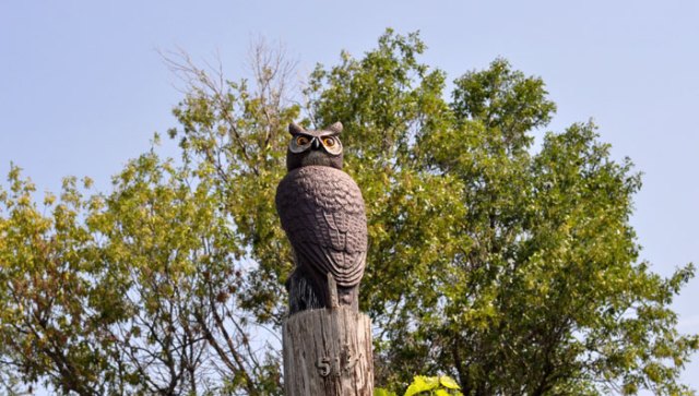 bobble-headed-owl-019