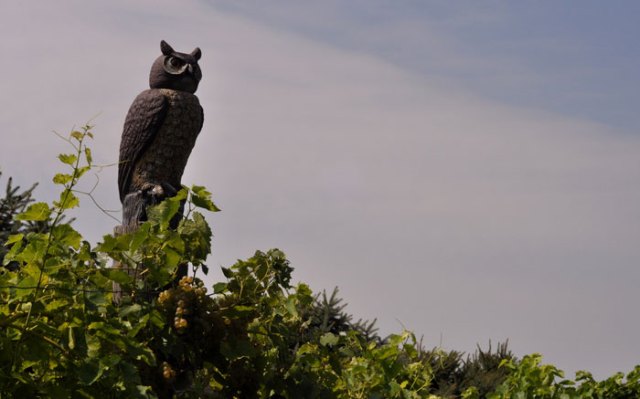 bobble-headed-owl-020