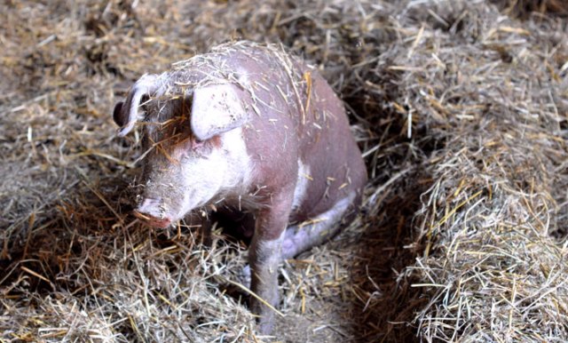 bobble-headed-owl-033