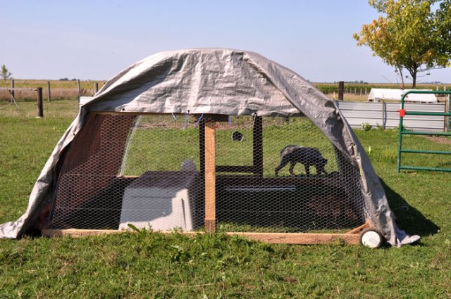 chicks-to-the-field-001