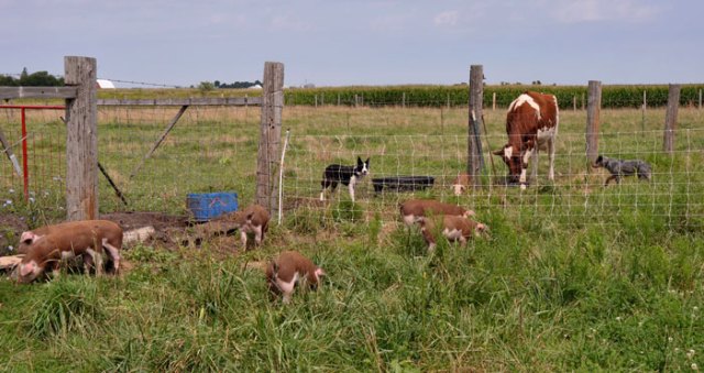 electric-piggie-fence-005