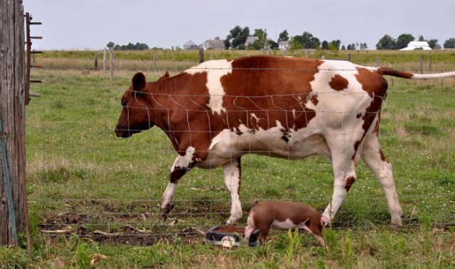 electric-piggie-fence-009
