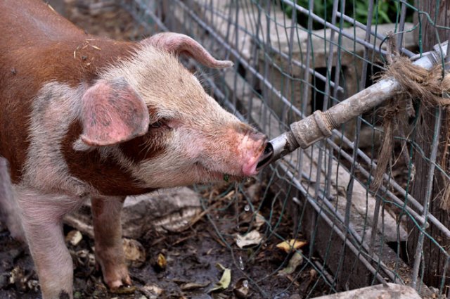 electric-piggie-fence-015