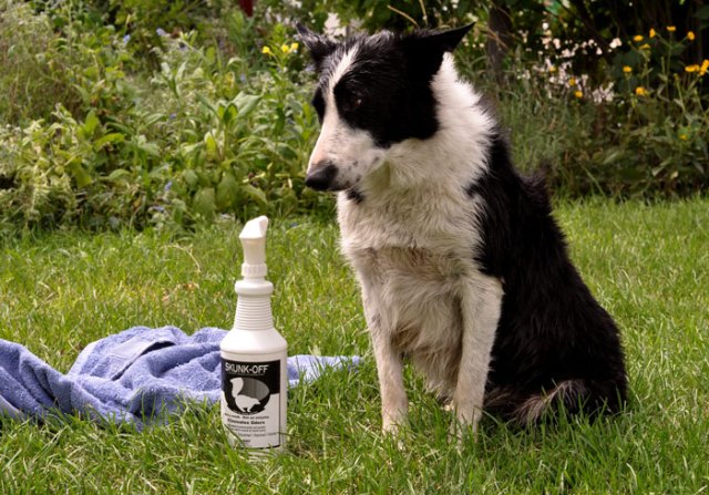 electric-piggie-fence-026