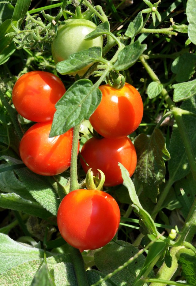 heatwave-smoothie-018