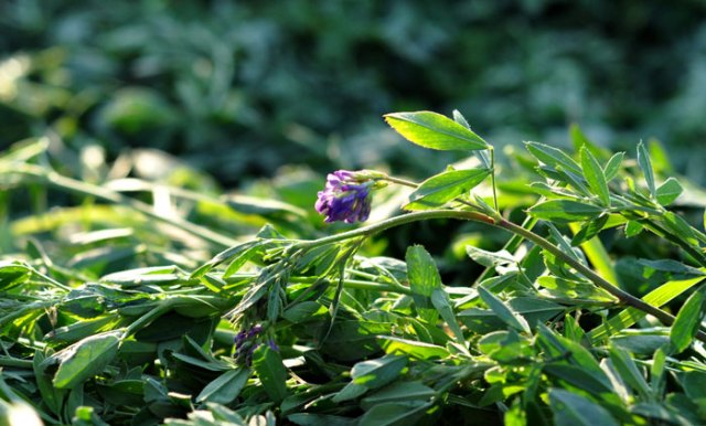 heatwave-smoothie-022