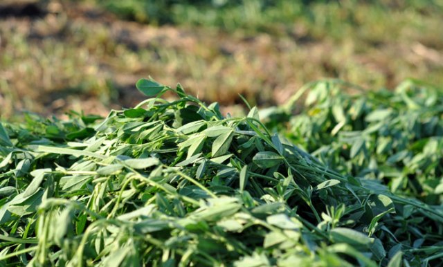 heatwave-smoothie-026