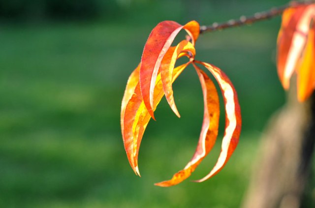 sweet-potato-dog-treats-018