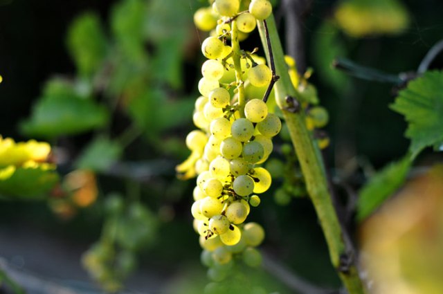 sweet-potato-dog-treats-021