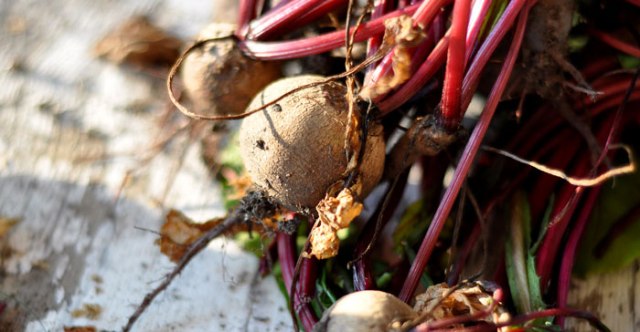 sweet-potato-dog-treats-026