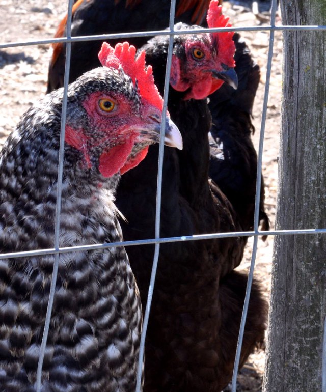 bread-and-cheese-016