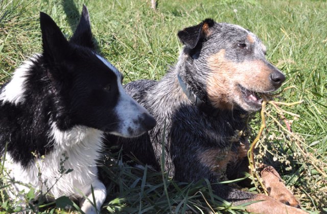 bread-and-cheese-059