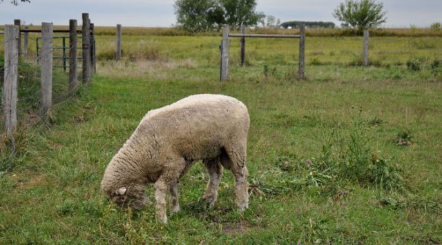 piggies-on-the-go-005