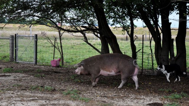 piggies-on-the-go-012