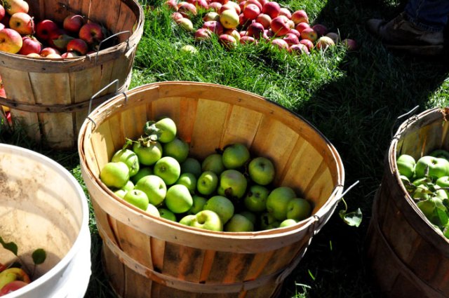 apples-for-apple-cider-049