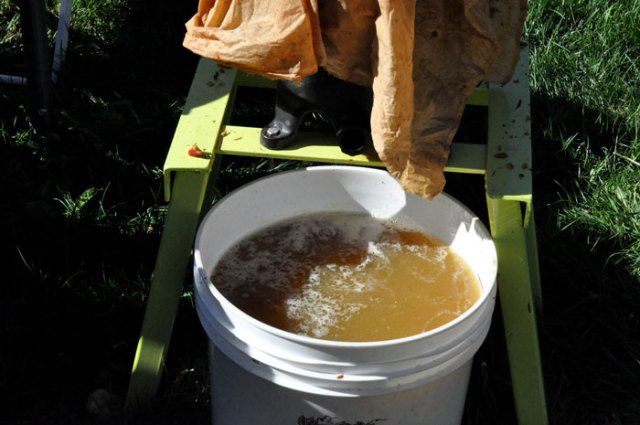 apples-for-apple-cider-065