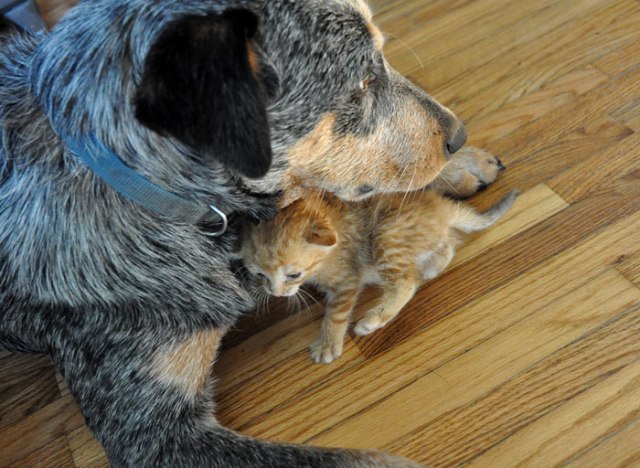 apples-for-apple-cider-086