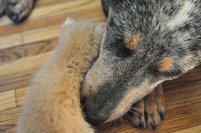 apples-for-apple-cider-087