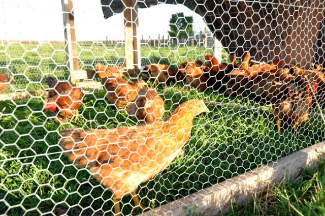 back-where-you-belong-063