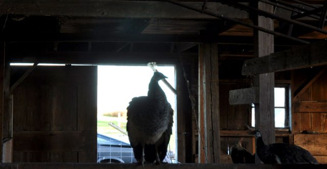 back-where-you-belong-082