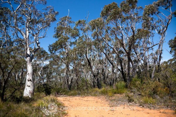 photographer Chris Bernascnony