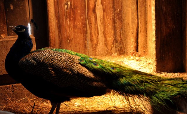 peacock-022