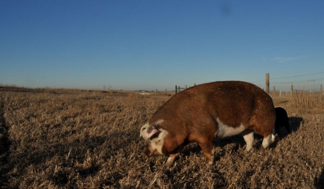 sheila-goes-for-a-walk-074