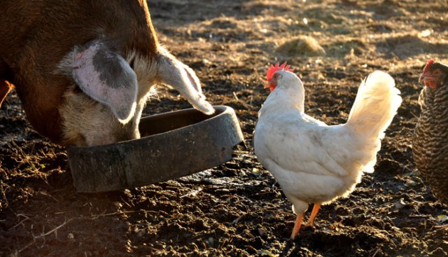 sheila-goes-for-a-walk-082