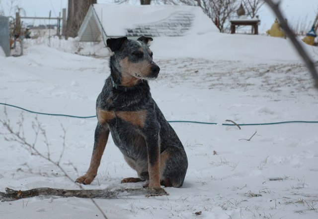 dg-treats-for-pigs-016