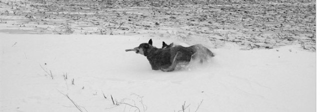 dg-treats-for-pigs-021