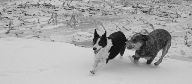 dg-treats-for-pigs-025