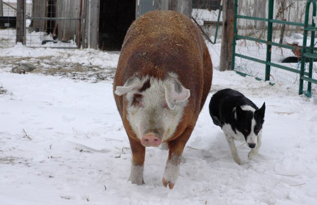 dg-treats-for-pigs-075