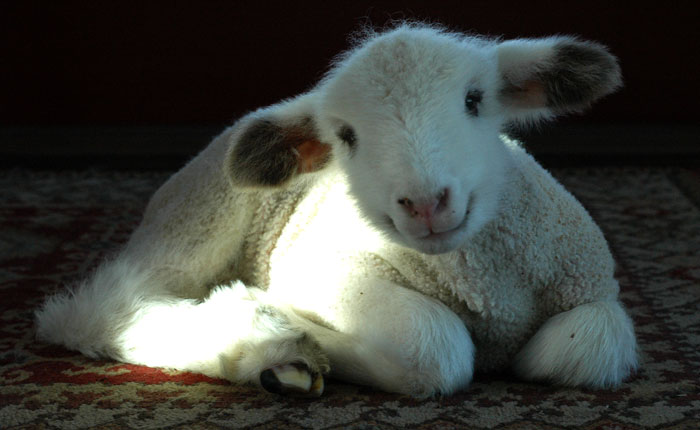 Marcel, the orphan lamb arrived February 2014