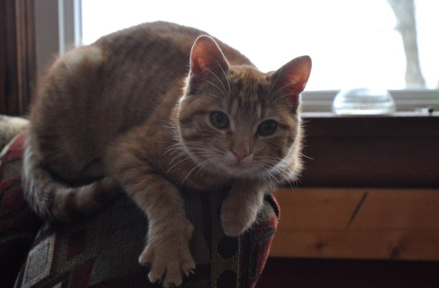 double-sweetness-006