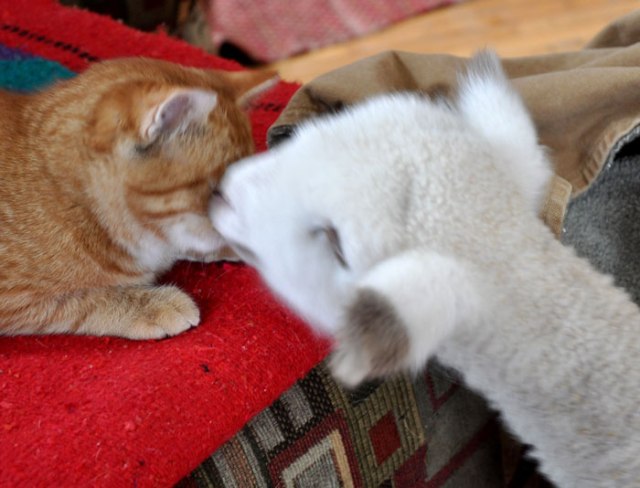 double-sweetness-011