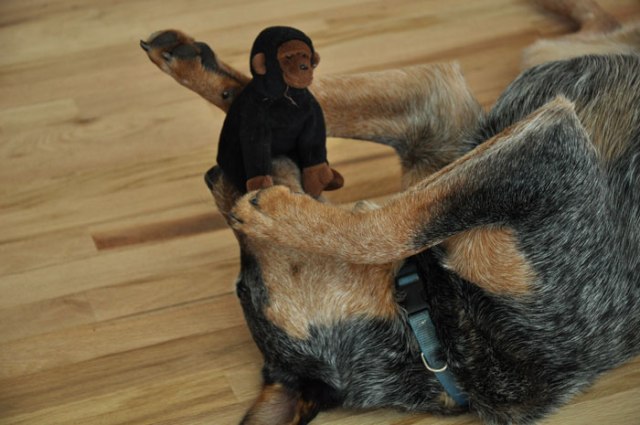 monkey-dog-001